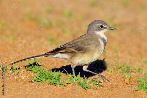 An alert Cape wagtail (Motacilla capensis) walking on the ground, South Africa