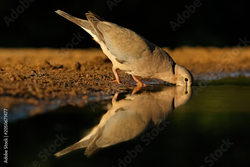 A Cape turtle dove (Streptopelia capicola) drinking water with reflection, South Africa