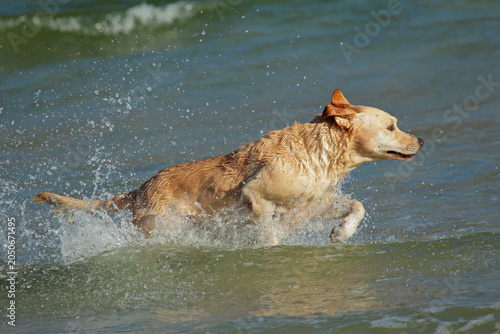 Excited golden retriever running and playing in shallow water on the beach