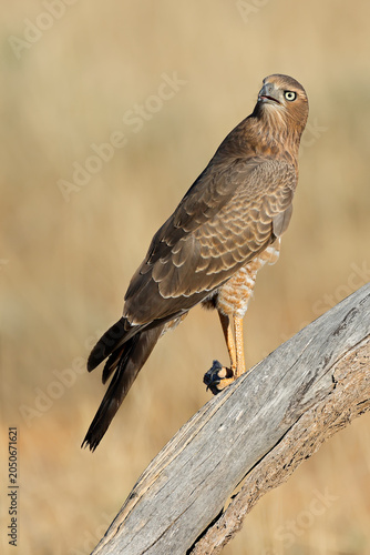 An immature pale chanting goshawk (Melierax canorus) perched on a branch, Kalahari desert, South Africa