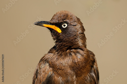 Close-up portrait of a pied starling (Lamprotornis bicolor), South Africa