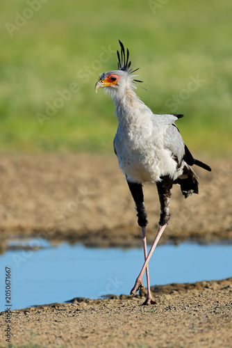 A secretary bird (Sagittarius serpentarius) at a waterhole, Kalahari desert, South Africa