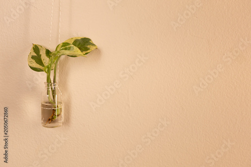 Bild auf Leinwand Pothos plant growing in a small glass container attached to a wall on a neutral