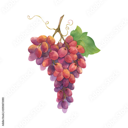 A ripe branch of grapes painted with watercolors by hand