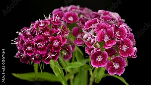 Beautiful Pink Sweet William Dianthus Flowers on Black Background