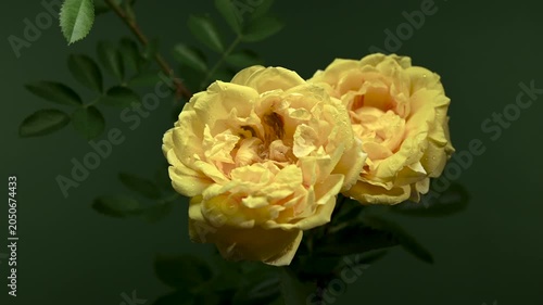 Elegant Yellow Rose Flower Blooming on green Background