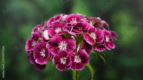 Beautiful Pink Sweet William Dianthus Flowers on green Background