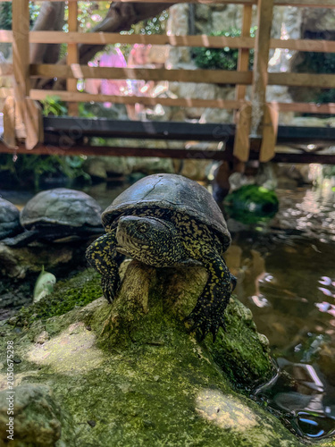 Vertical close up view of a pond turtle resting on a green moss-covered stone by the water with a wooden bridge in the blurred background
