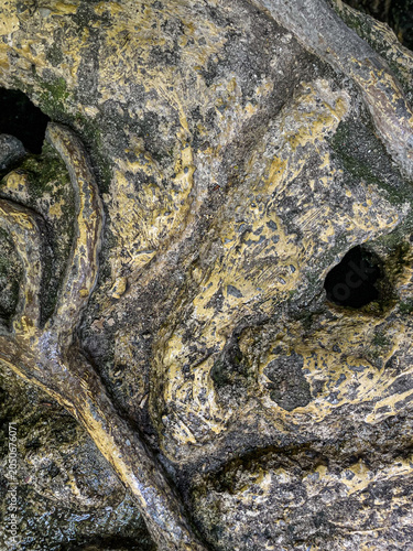 Vertical close up full frame view of a thick twisted tree root growing over a weathered textured rock surface covered with moss and lichen