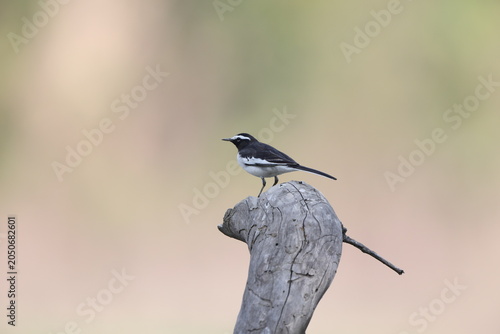 Bild auf Leinwand The white-browed wagtail or large pied wagtail (Motacilla maderaspatensis) is a medium-sized bird and is the largest member of the wagtail family