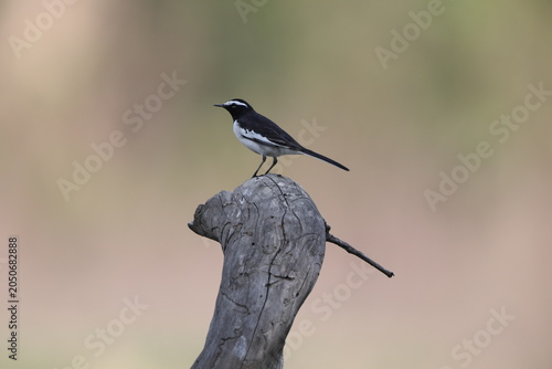 Canvas Print The white-browed wagtail or large pied wagtail (Motacilla maderaspatensis) is a medium-sized bird and is the largest member of the wagtail family