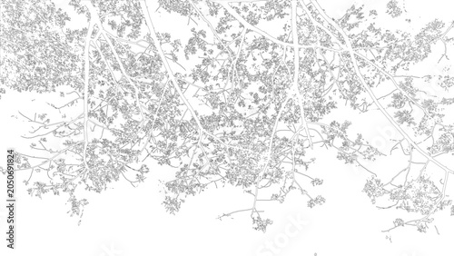 Konstfotografi Delicate Outline Image of Lush Tree Branches and Foliage Against a White Backgro