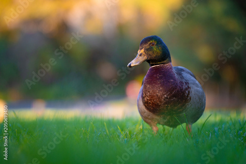 The mallard on the grass