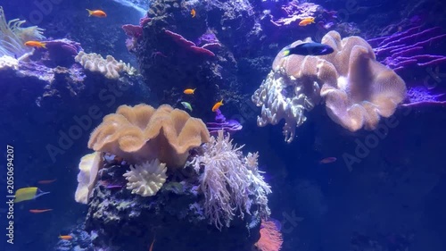 Marine aquarium with anemones and fishes