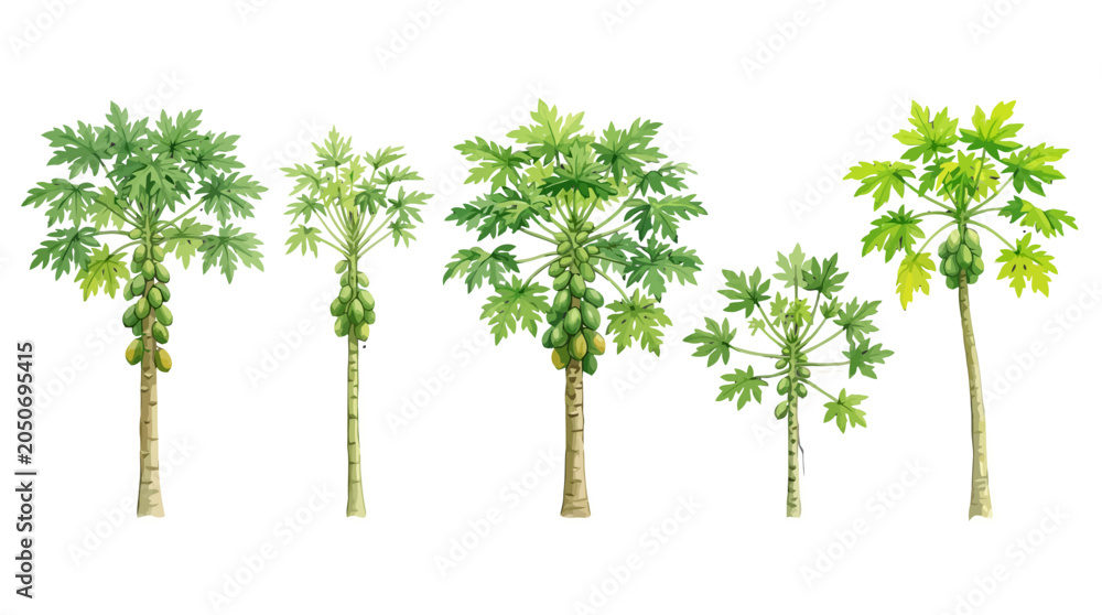 Fototapeta premium Illustration of Growing Papaya Trees Showing Different Growth Stages with Lush Green Foliage