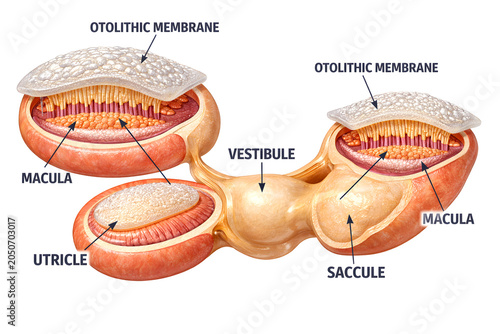 3D vestibular system anatomy illustration isolated on white background with labeled balance structures for medical education, healthcare training, and clinical reference.


