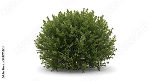 A isolated round evergreen bush of Cephalotaxus or Japanese plum yew with dense green needle-like foliage on a white background for landscape design element