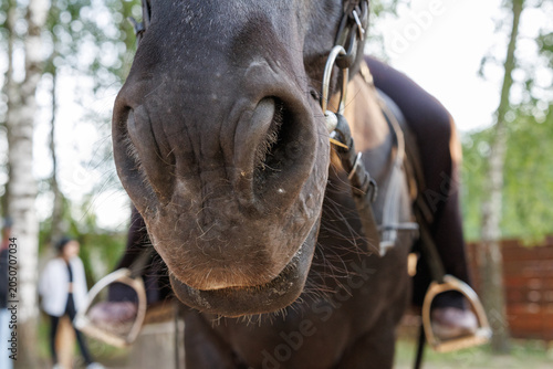 Extreme close-up of a black horse muzzle and nostrils with bit and reins in focus
