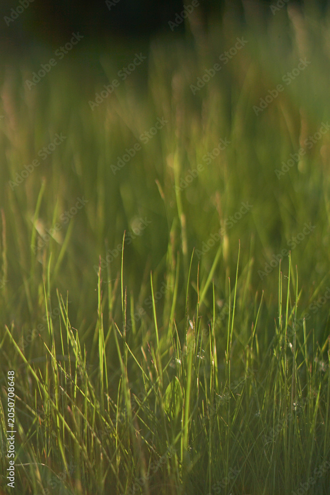 Obraz premium Fresh green meadow grass texture close up in soft warm sunset light with blurred background.
