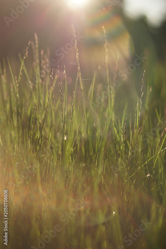 Green meadow grass in warm sunset sunlight with beautiful lens flare and bokeh background.