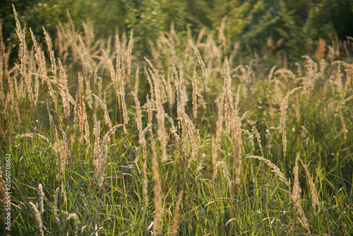 Wild golden reed grass growing on a green meadow field in warm evening sunlight.