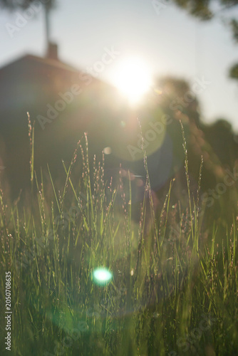 Green meadow grass against a cozy house silhouette in warm evening sunset sunlight with lens flare.