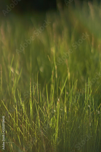 Fresh green meadow grass texture close up in soft warm sunset light with blurred background.