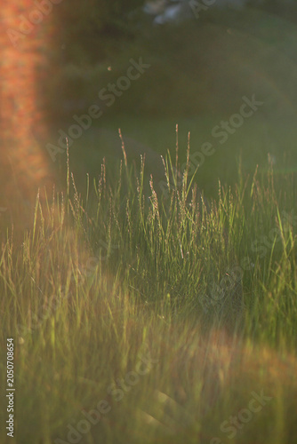 Green field grass growing in warm sunset sunlight with artistic orange light leak and soft blur.