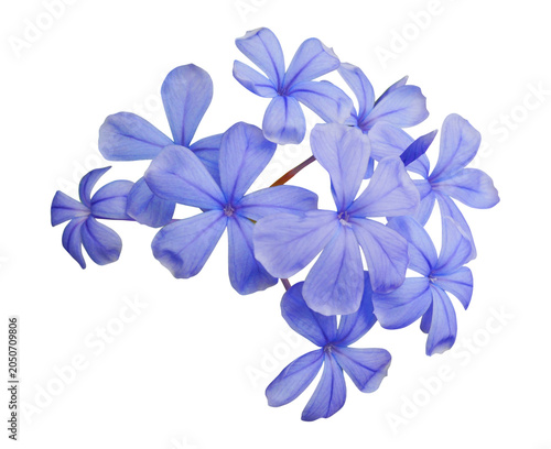 Photos Blue plumbago auriculata or Cape leadwort flower bouquet isolated on transparent background