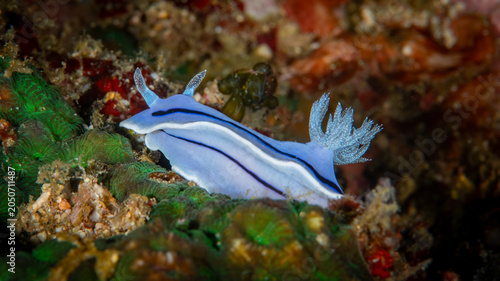 Foto Chromodoris willani nudibranch crawling over colorful coral reef in Anilao, Phil