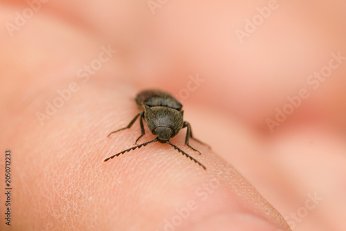 Macro of Agriotes sp. click beetle on human finger, showing small brown Elateridae insect with serrated antennae and detailed texture.