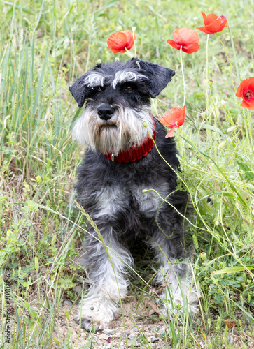 miniature schnauzer in nature
