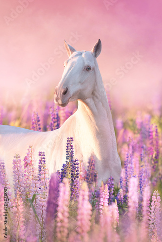 Cremello horse in pink and lilac flowers