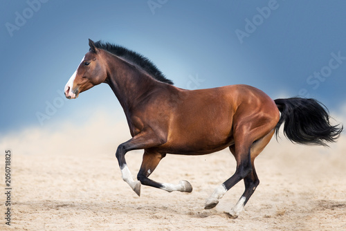 Horse free run in desert