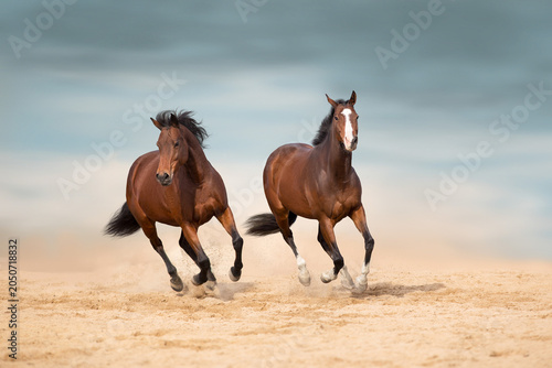 Two Bay horse free run in sand