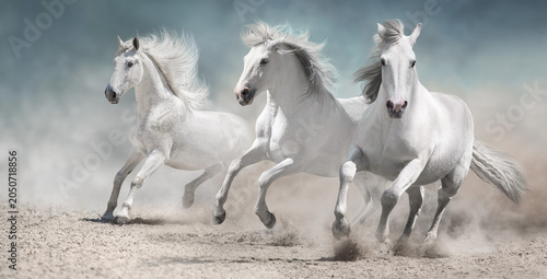 Two White horse free run