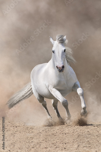 White andalusian stallion with long mane