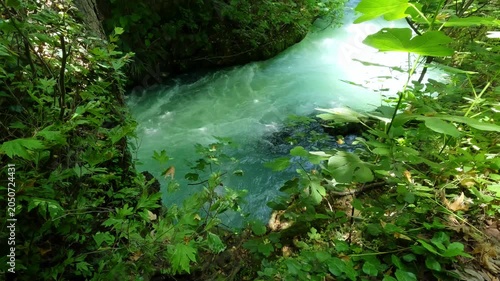 Flowing forest river surrounded by summer greenery