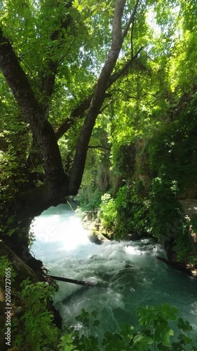 Scenic summer stream in lush woodland