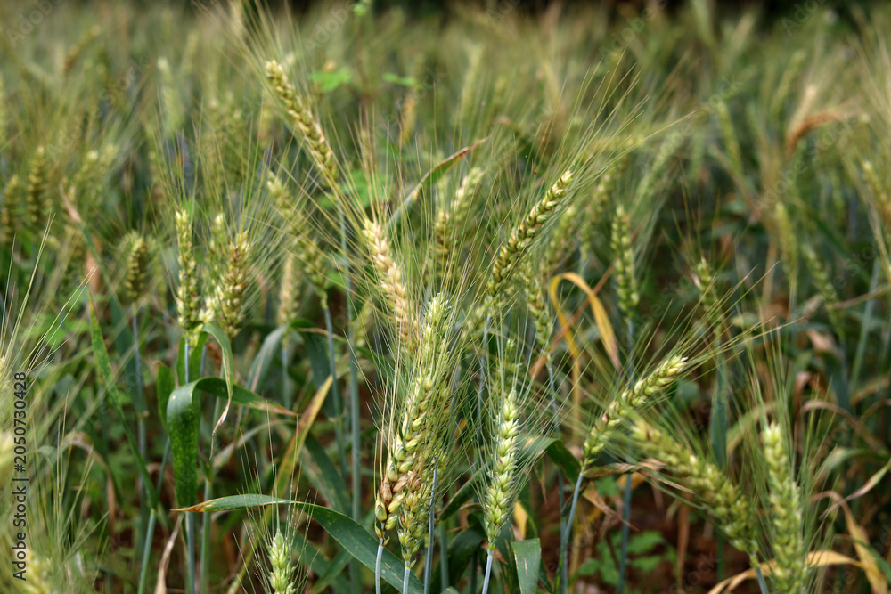 Obraz premium Green wheat stalks growing in a sunny field in the countryside of China.