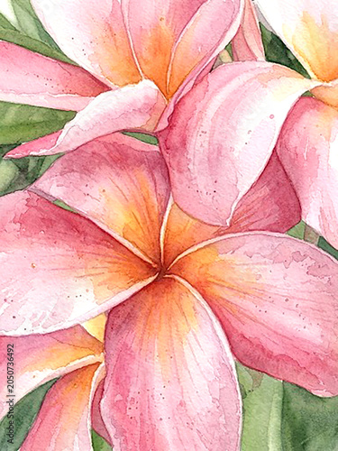  frangipani flower close up
