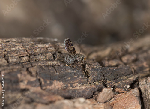 Macro of Callopistromyia annulipes fly on bark, showing raised patterned wings, spotted body and natural woodland habitat.