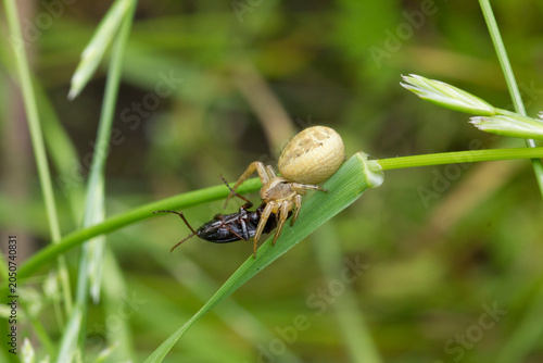 Macro of Xysticus sp. crab spider catching prey on green grass blade, showing natural predation, camouflage, and wildlife behavior in meadow habitat.