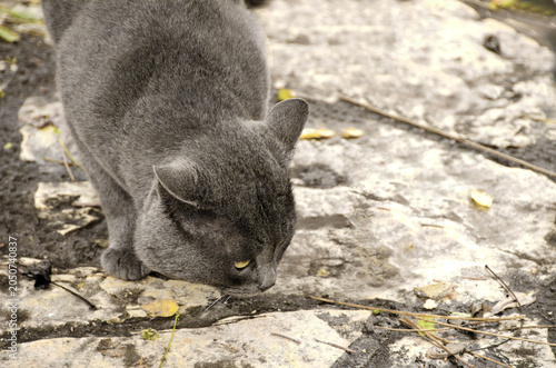 Grey cat on traditional stone pavement looking down with copy space on the right