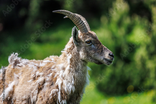 Portrait of a young ibex shedding its winter coat