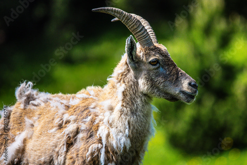 Portrait of a young ibex shedding its winter coat