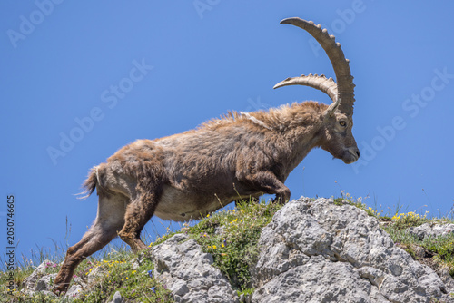 A large male ibex walks across rocks against a blue sky