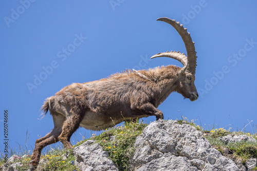 A large male ibex walks across rocks against a blue sky