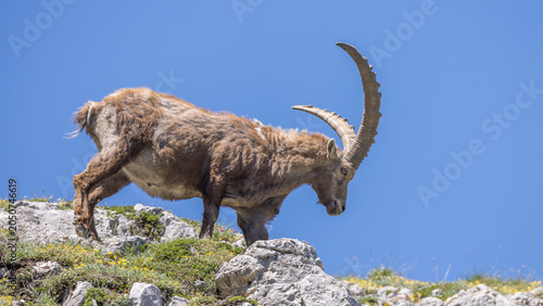 A large male ibex walks across rocks against a blue sky