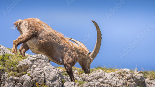 A large male ibex walks across rocks against a blue sky